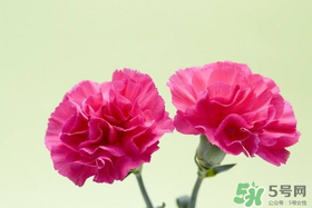 康乃馨多久澆一次水？康乃馨多久換一次水？