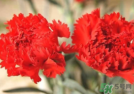 康乃馨多久澆一次水？康乃馨多久換一次水？