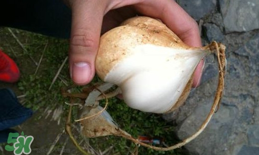 孕婦可以吃土瓜嗎？孕婦能吃土瓜嗎？