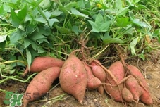 地瓜是紅薯嗎？地瓜什么時(shí)候成熟