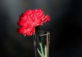 康乃馨能插活嗎？康乃馨可以扦插嗎？