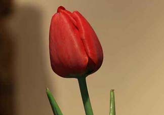 母親節(jié)可以送郁金香嗎？為什么母親節(jié)送郁金香？