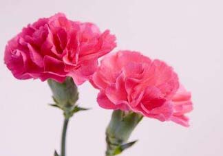 康乃馨多少錢一束2017？康乃馨多少錢一朵2017？