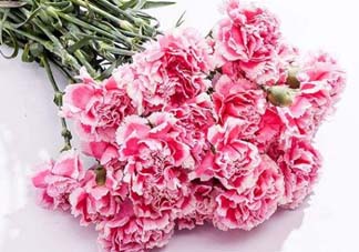 康乃馨可以放多久？康乃馨怎么養(yǎng)？