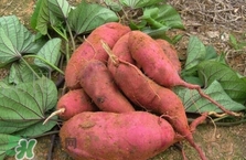 地瓜是紅薯嗎？地瓜什么時(shí)候成熟