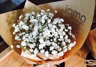 滿天星多少錢一束2017？滿天星多少錢一支2017？