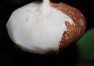 生吃土瓜有什么好處？土瓜生吃的功效與作用