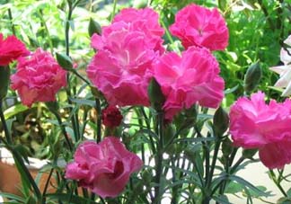 康乃馨多久澆一次水？康乃馨多久換一次水？