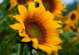 母親節(jié)可以送向日葵嗎？向日葵適合送什么人？