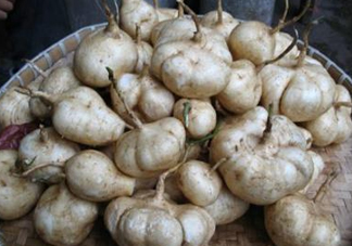 土瓜是涼性還是熱性？土瓜是寒性還是熱性？