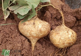 孕婦可以吃土瓜嗎？孕婦能吃土瓜嗎？