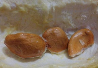 榴蓮核能種嗎？榴蓮核怎么種盆栽？