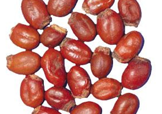 榴蓮核有毒嗎？榴蓮核有什么作用