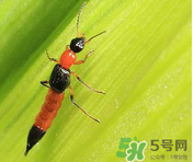 隱翅蟲和蚊蟲的區(qū)別？隱翅蟲和蚊蟲有什么不一樣？