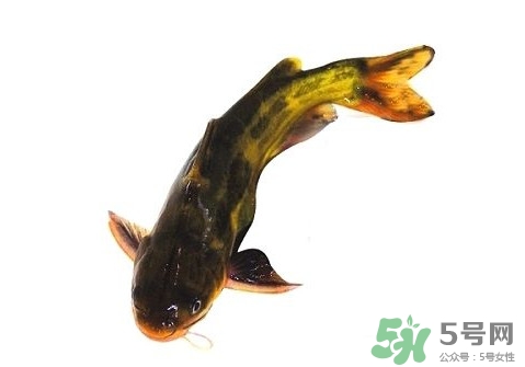 黃顙魚有毒嗎？黃顙魚的營養(yǎng)價(jià)值