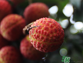 五月份有荔枝嗎？5月份有荔枝嗎？