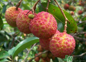 五月份有荔枝嗎？5月份有荔枝嗎？