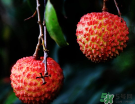 五月份有荔枝嗎？5月份有荔枝嗎？