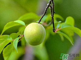 梅子什么時候成熟？梅子幾月份成熟？