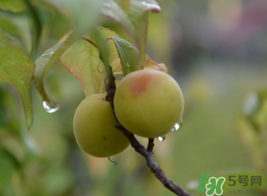 梅子什么時候成熟？梅子幾月份成熟？