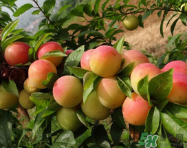 梅子什么時候成熟？梅子幾月份成熟？