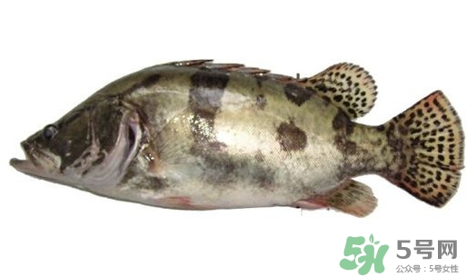 鱖魚怎么讀？鱖魚是什么魚