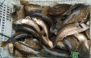 鱖魚怎么做好吃？鱖魚怎么做給寶寶吃