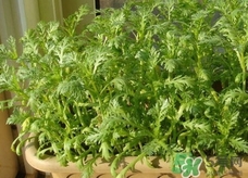 蓬花菜是什么菜?蓬花菜長什么樣子? 蓬花菜是什么菜?蓬花菜長什么樣子?