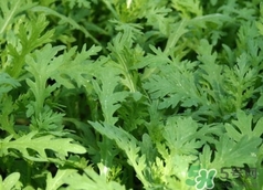 蓬花菜是什么菜?蓬花菜長什么樣子? 蓬花菜是什么菜?蓬花菜長什么樣子?