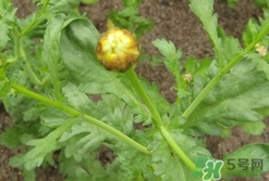 蓬花菜是什么菜?蓬花菜長什么樣子? 蓬花菜是什么菜?蓬花菜長什么樣子?