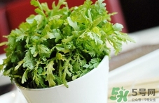 吃蓬花菜有什么好處?蓬花菜的功效與作用 吃蓬花菜有什么好處?蓬花菜的功效與作用