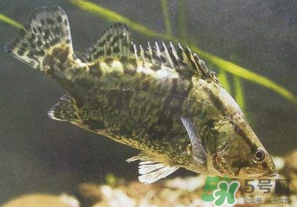 鱖魚(yú)怎么養(yǎng)？鱖魚(yú)養(yǎng)殖技術(shù)