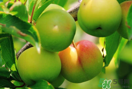 李子苦能吃嗎？李子苦怎么處理好吃？