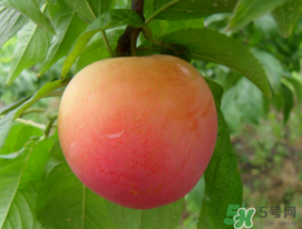 李子苦能吃嗎？李子苦怎么處理好吃？