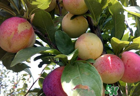 李子一天可以吃幾個？李子一次能吃幾個？