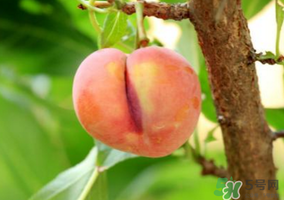 李子一天可以吃幾個？李子一次能吃幾個？