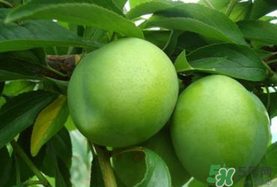 李子一天可以吃幾個？李子一次能吃幾個？