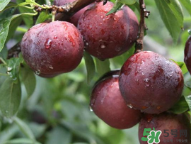 李子變紅能吃嗎？李子變紅是怎么回事？