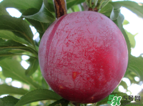 李子變紅能吃嗎？李子變紅是怎么回事？