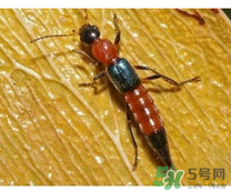 隱翅蟲和蚊蟲的區(qū)別？隱翅蟲和蚊蟲有什么不一樣？