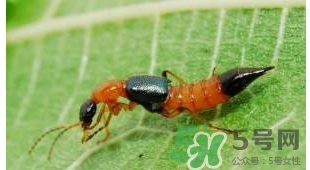 隱翅蟲和蚊蟲的區(qū)別？隱翅蟲和蚊蟲有什么不一樣？