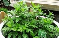 菊花腦是什么？菊花腦是野菊花嗎