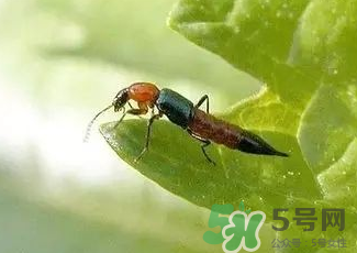 被隱翅蟲(chóng)咬了后怎么辦？隱翅蟲(chóng)如何預(yù)防和治療咬傷？