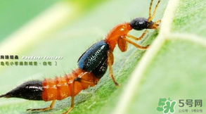 被隱翅蟲(chóng)咬了后怎么辦？隱翅蟲(chóng)如何預(yù)防和治療咬傷？