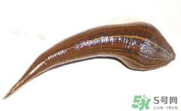 端午節(jié)前后出沒的毒蟲有哪些？端午節(jié)前后如何預(yù)防毒蟲？