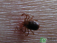 端午節(jié)前后出沒的毒蟲有哪些？端午節(jié)前后如何預(yù)防毒蟲？