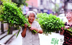 端午節(jié)前后出沒的毒蟲有哪些？端午節(jié)前后如何預(yù)防毒蟲？