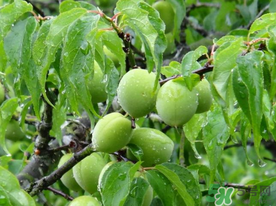 梅子不能和什么一起吃？梅子和什么食物都相克？