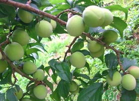 梅子不能和什么一起吃？梅子和什么食物都相克？