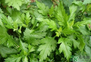 菊花腦怎么種？菊花腦怎么摘